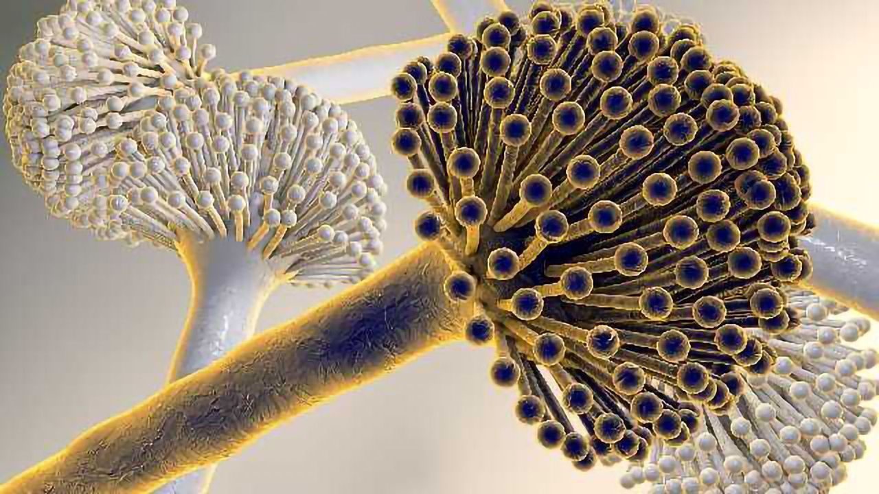 Introducing Fungiplex® Aspergillus real-time PCR