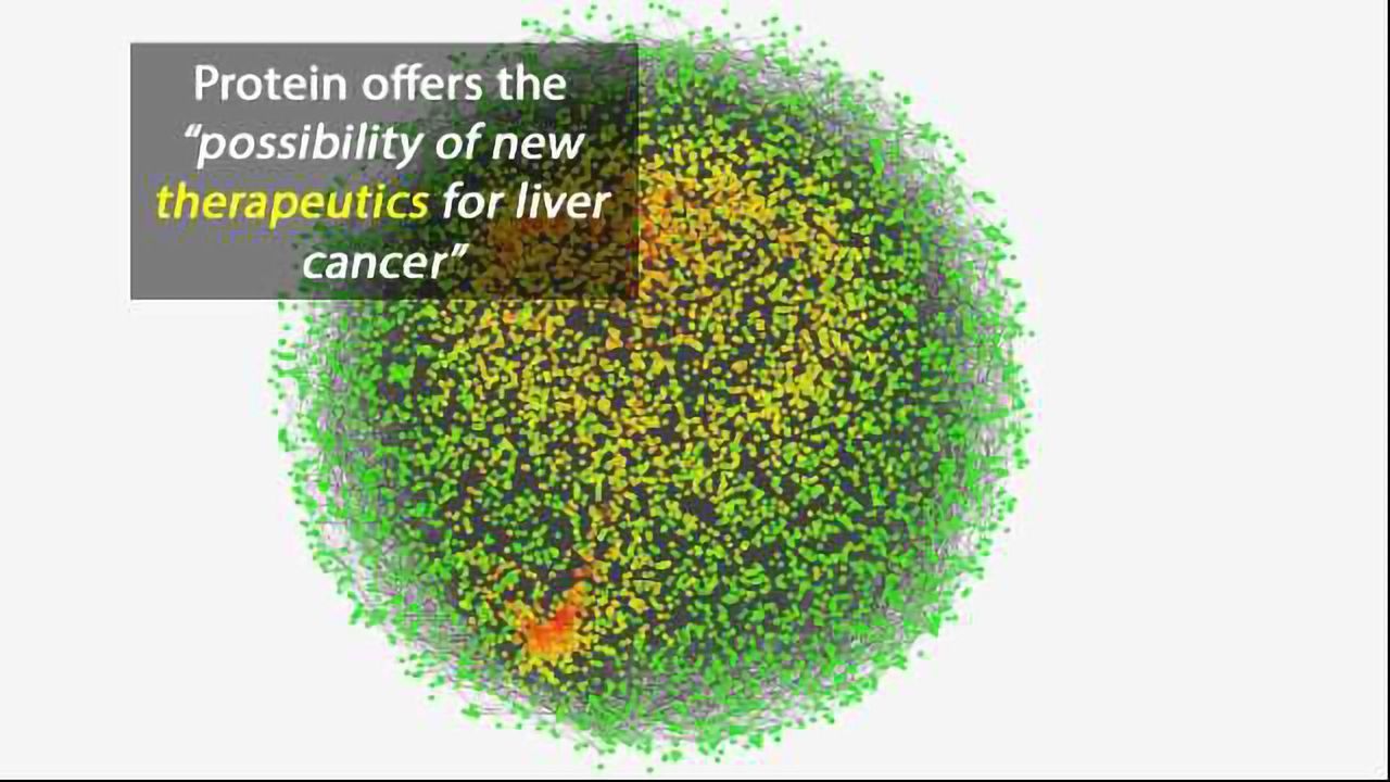 Anti-Tumor Protein Targets Liver Cancer