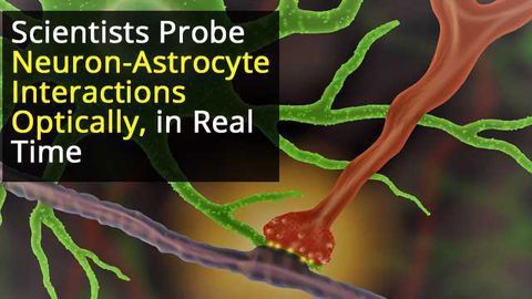 Optical Neuron-Astrocyte Proximity Assay at Synaptic Distance Scales