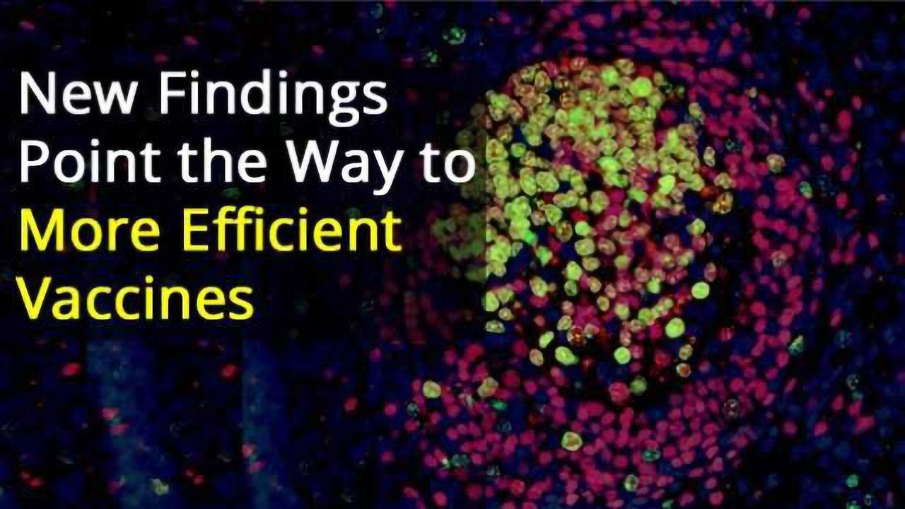 Researchers Reveal How Live Vaccines Enhance the Body's Immune Response