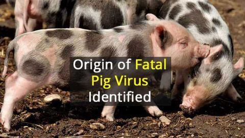 Fatal Pig Virus Originated in Bats