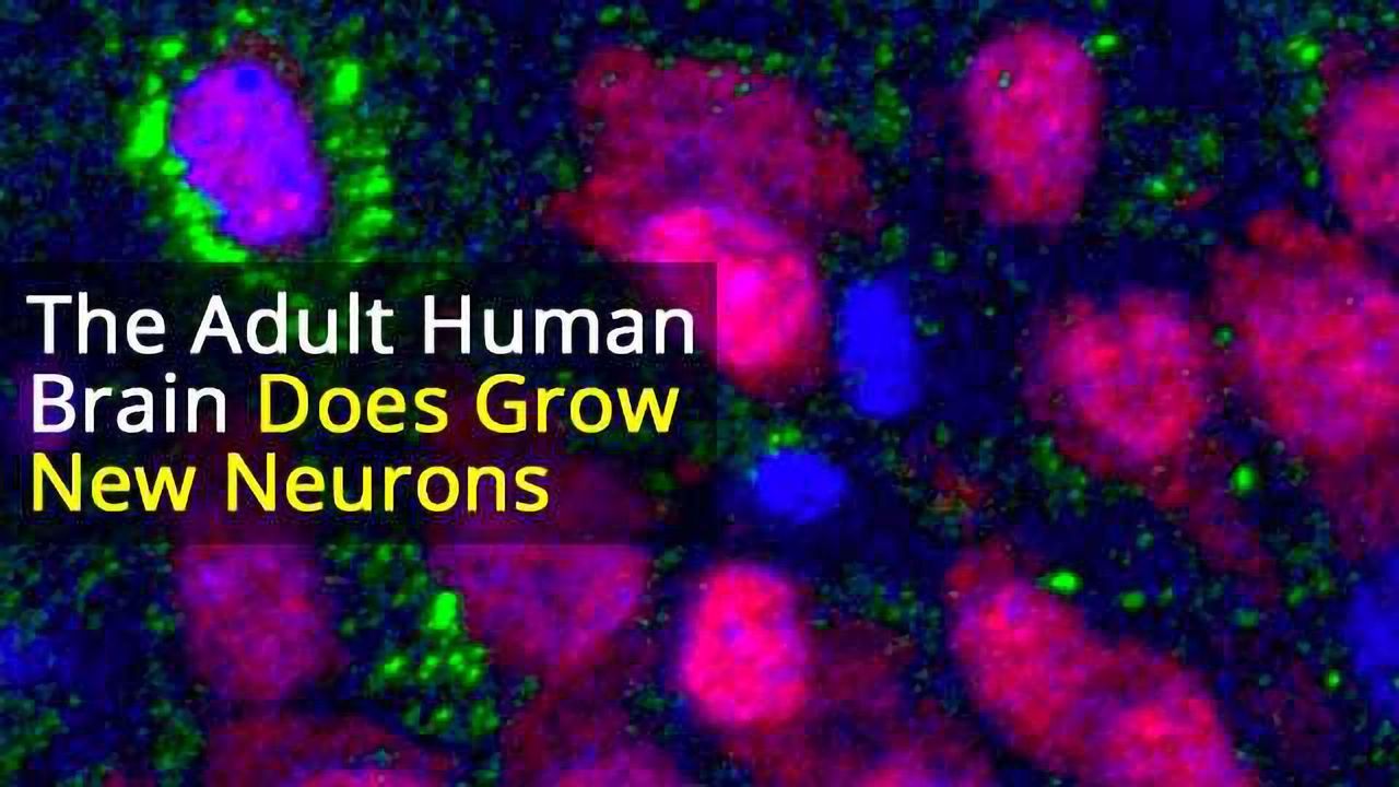 Even Old Brains Can Make New Neurons, Study Finds