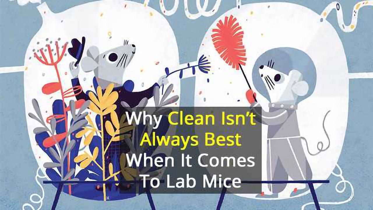 Squeaky Clean Mice Could be Ruining Research