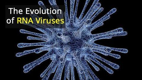 Backbone of RNA Viruses Uncovered