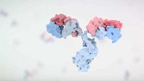 Therapeutic Antibodies: Structure and Function