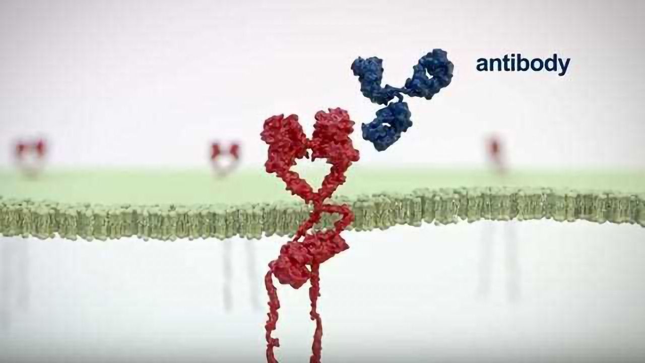 Therapeutic Antibodies: Mechanism of Action