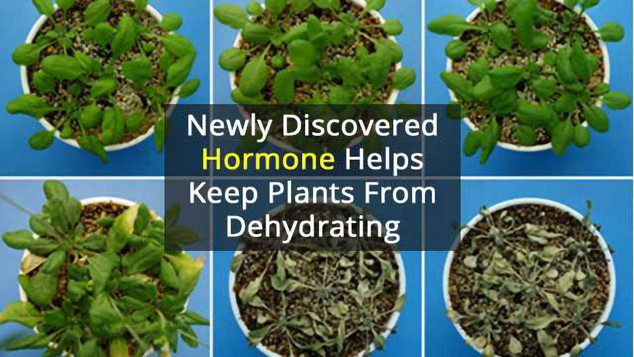 Small Hormone that Helps Plants Retain Water