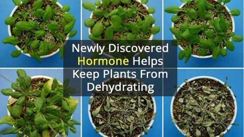 Small Hormone that Helps Plants Retain Water