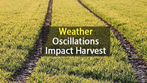 Weather Phenomena Affect Up to Two-Thirds of the World’s Harvests
