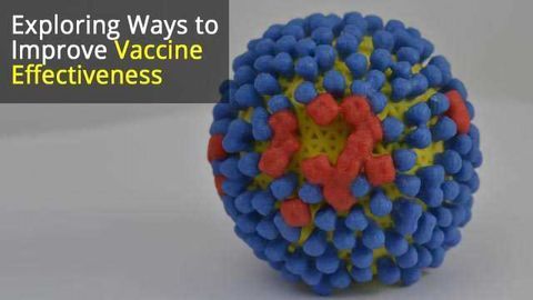 Clues for Improved Influenza Vaccine Design