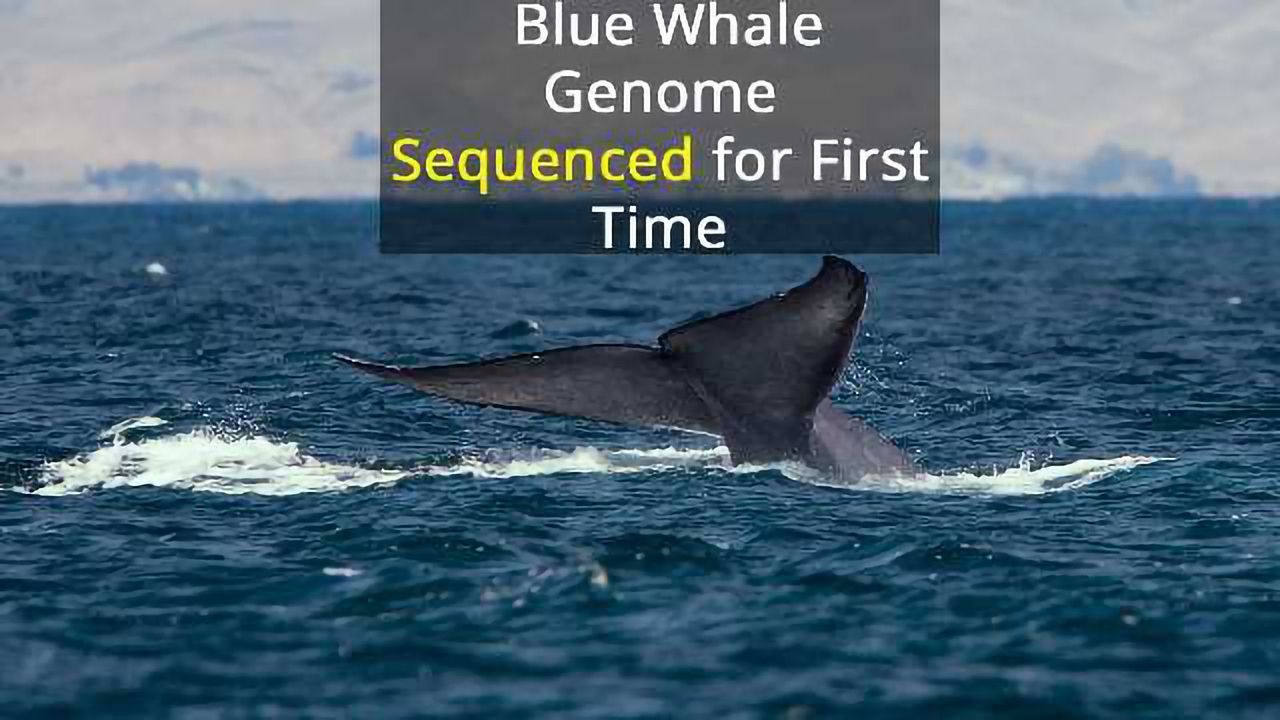 A Deep Dive into the Blue Whale Genome