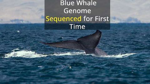 A Deep Dive into the Blue Whale Genome