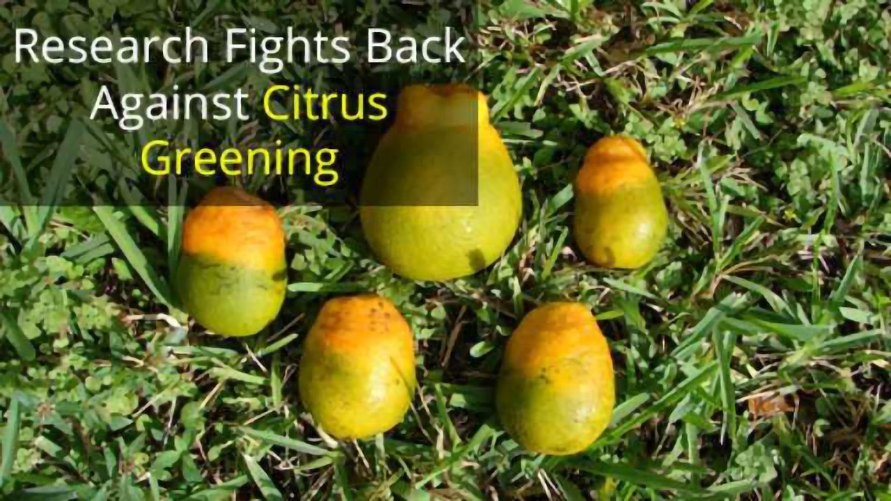 Nymph Study Boost for Citrus Greening Research