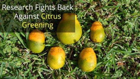Nymph Study Boost for Citrus Greening Research