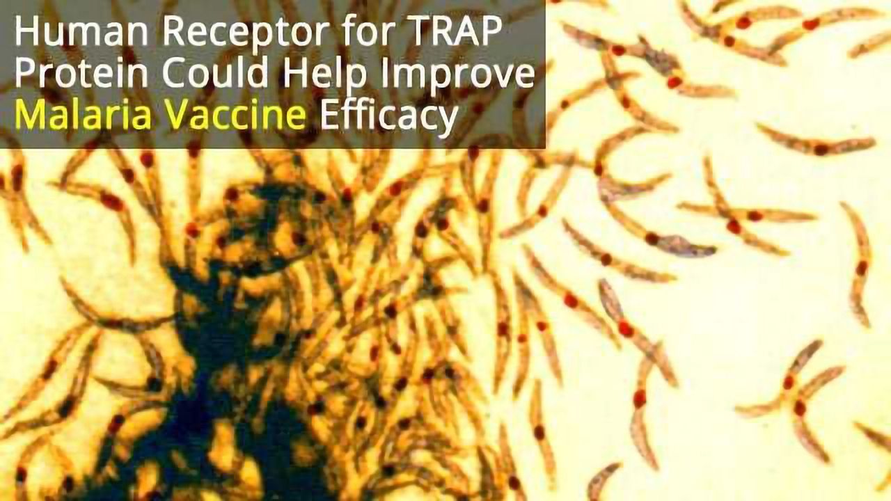 Mystery of Malaria Vaccine Target Solved