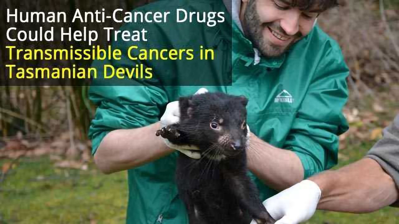 Could Cancer Drugs Help Save the Tasmanian Devil?