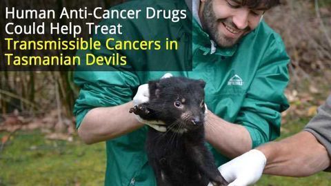 Could Cancer Drugs Help Save the Tasmanian Devil?