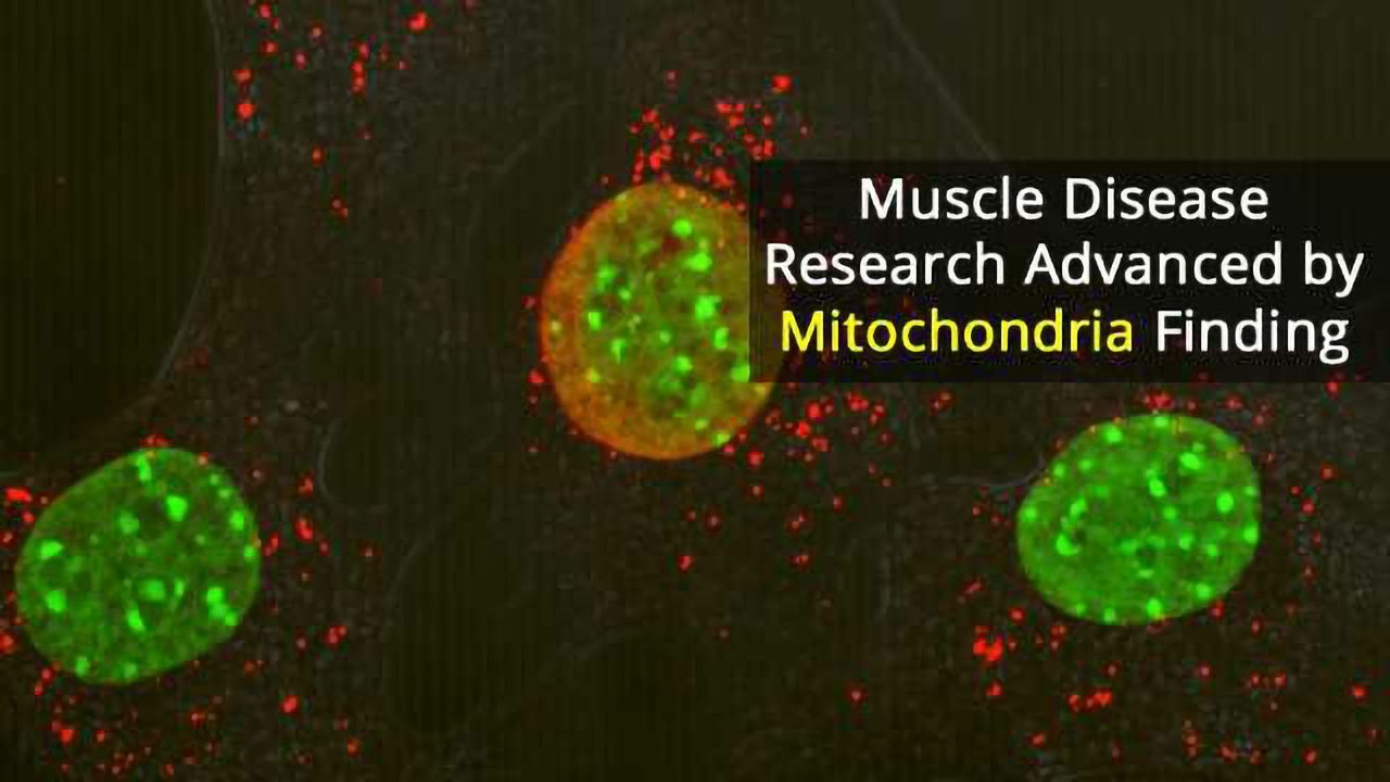Losing Just One Mitochondrial Protein Causes Severe Inflammation