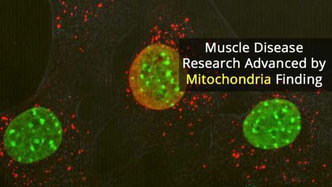 Losing Just One Mitochondrial Protein Causes Severe Inflammation