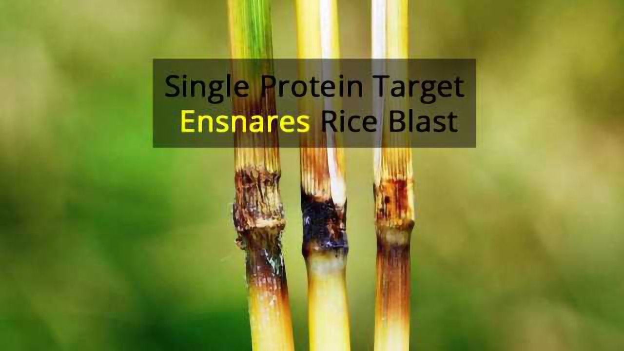 Laying a Cellular Trap for Rice Blast