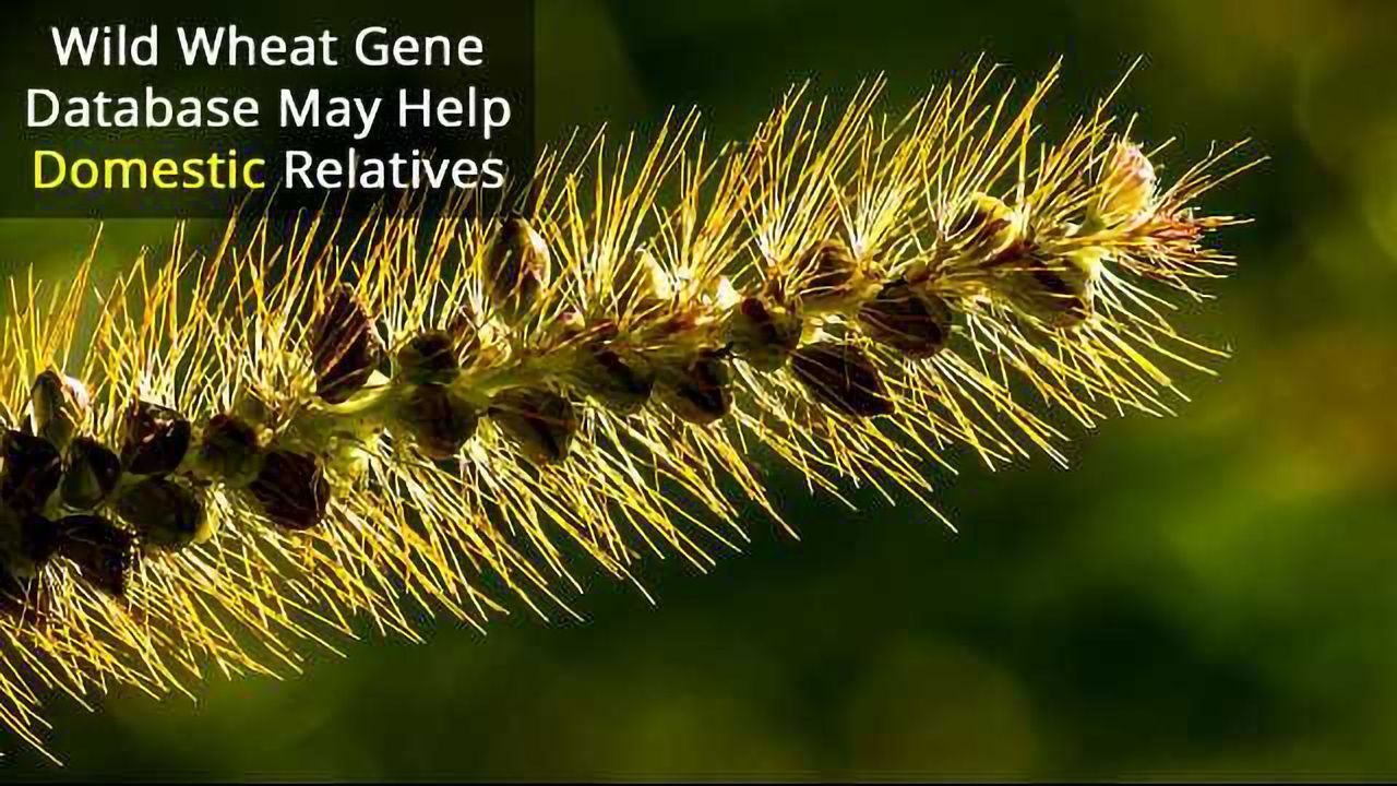 Wild Wheat Database Hunts Lost Genes