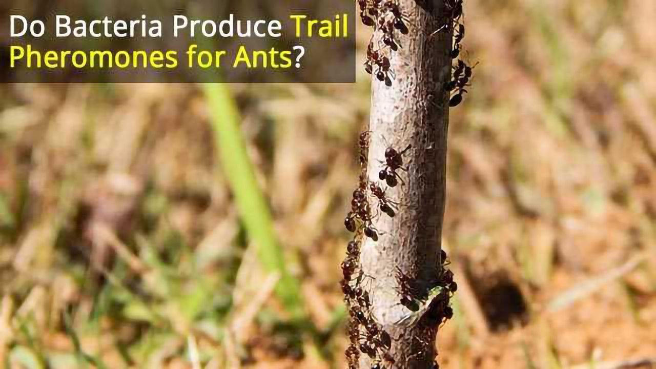 Bacteria and Fungi Play Vital Roles in Social Insect Colonies