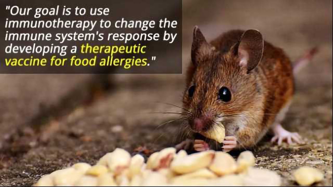 Nasal Vaccine Suppresses Peanut Allergies in Mice