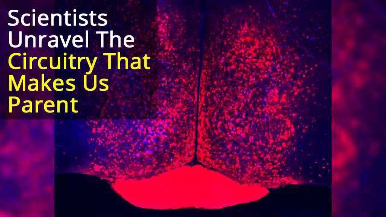 Neuroscientists Map the Neural Circuits That Underlie Parenting Behavior