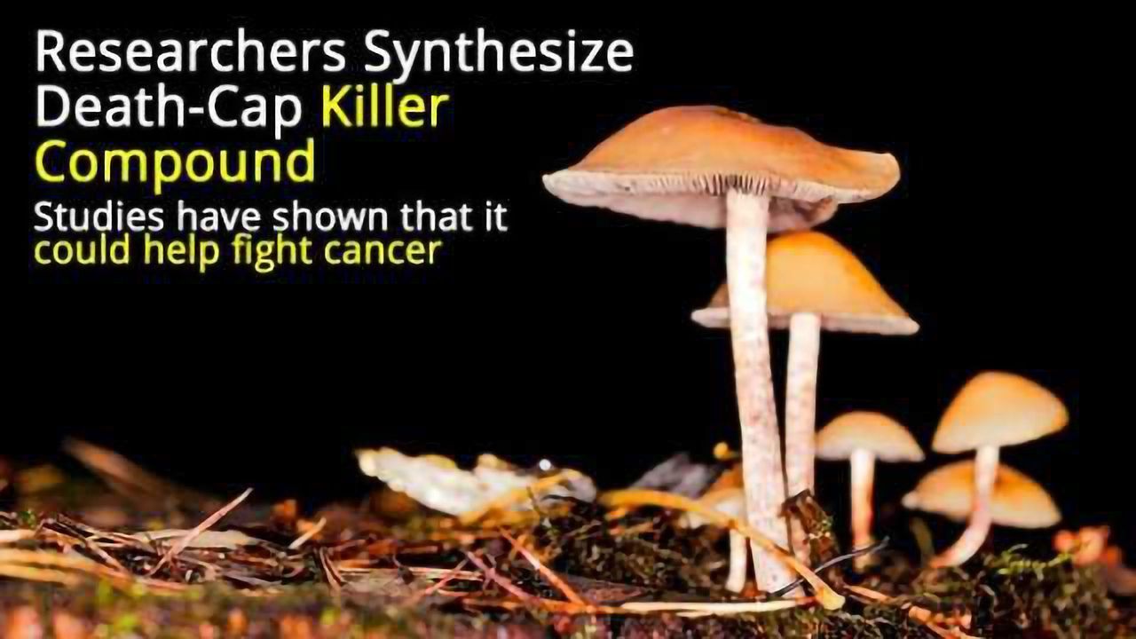 Deadly Mushroom Toxin Helps Fight Cancer?