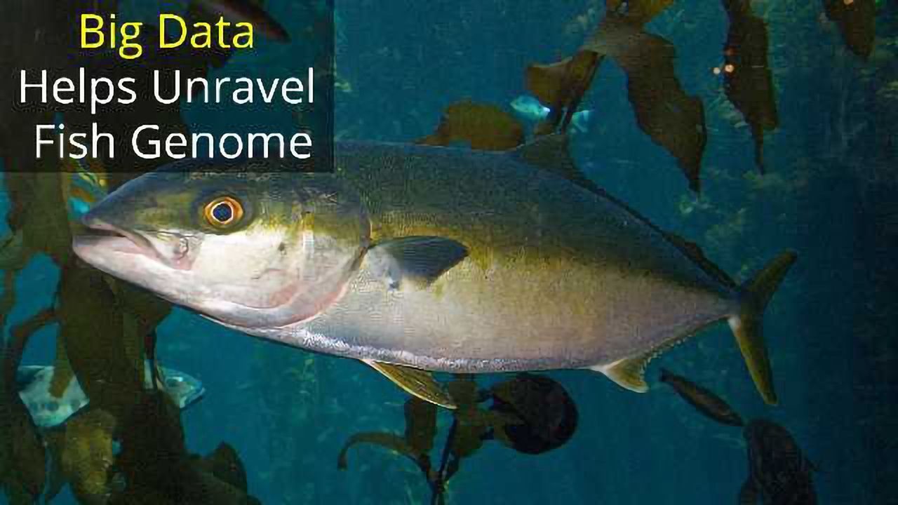 Catching a Big Fish Genome Requires Big Data