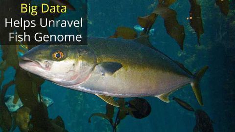 Catching a Big Fish Genome Requires Big Data