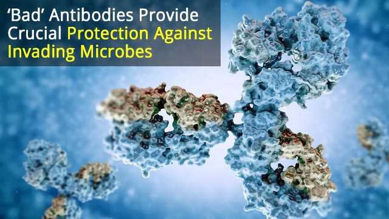 ‘Bad’ Antibodies Provide Crucial Protection Against Invading Microbes