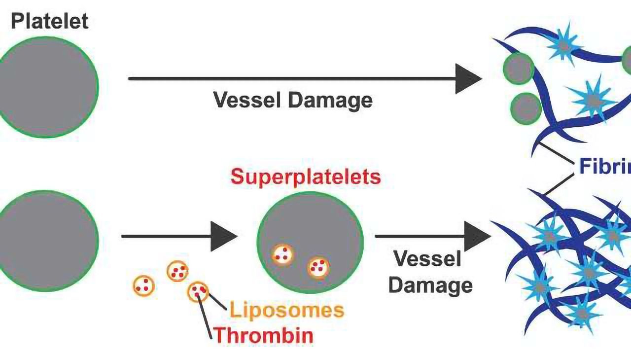 "Superplatelets" Could Help Make Trauma More Survivable