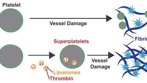 "Superplatelets" Could Help Make Trauma More Survivable