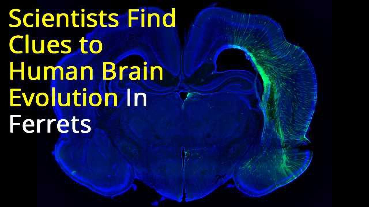 Ferreting-Out Clues to Brain Evolution: Aspm KO Ferret reveals evolutionary mechanism governing brain size