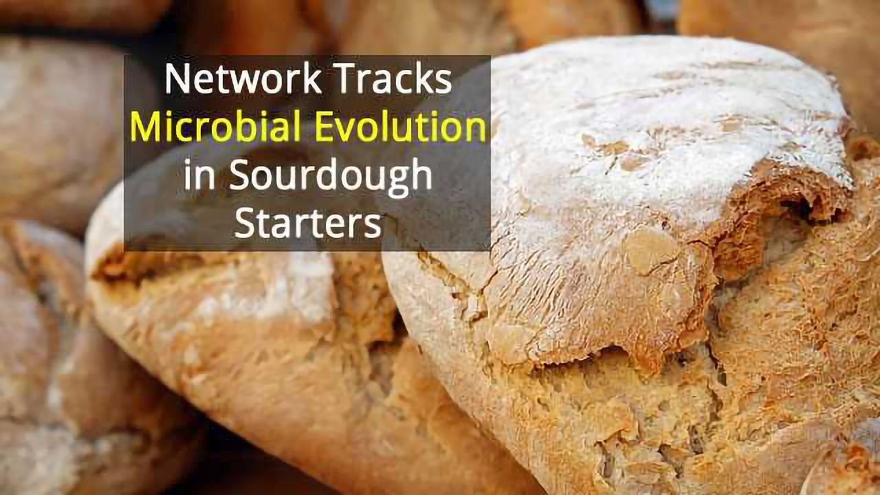 Sourdough Meets Science