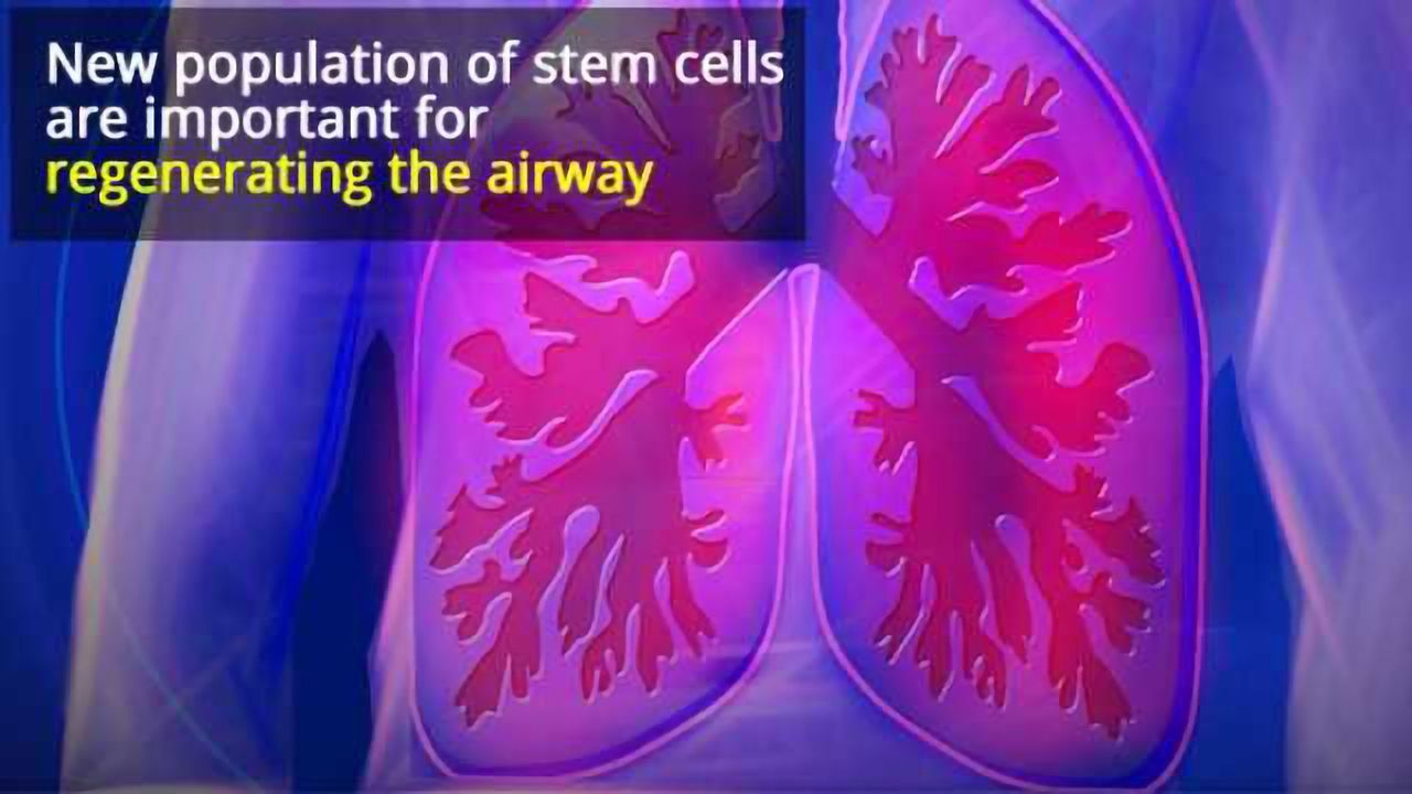 Lung Stem Cells Repair Airways After Injury