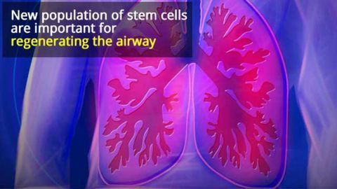 Lung Stem Cells Repair Airways After Injury
