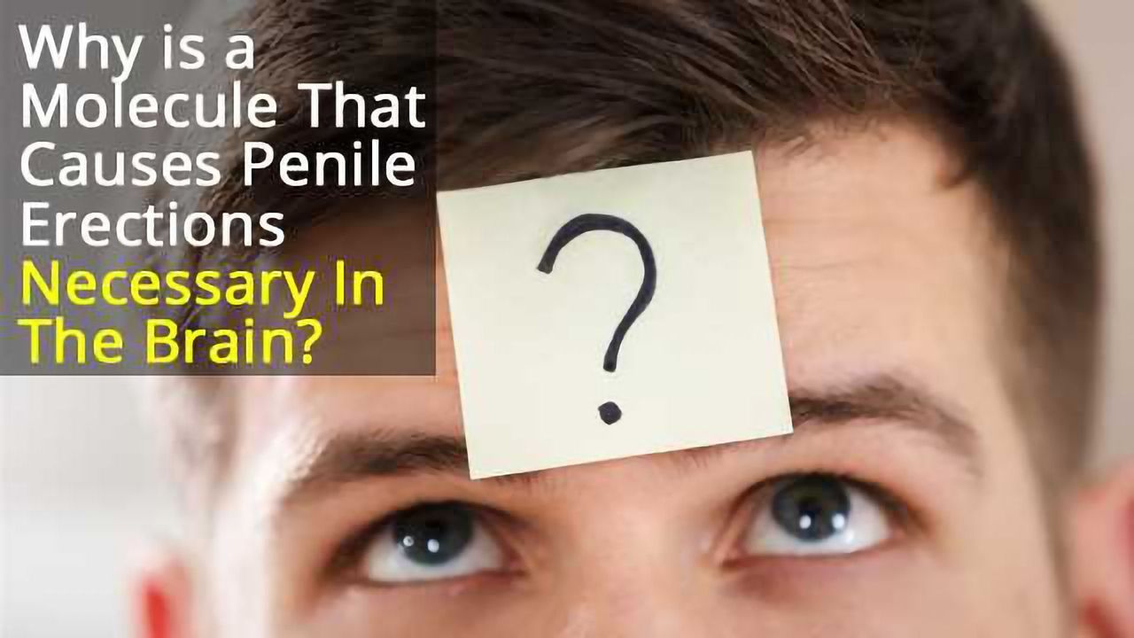 Why is a Molecule Necessary for Penile Erections Important for Brain Cell Communication?