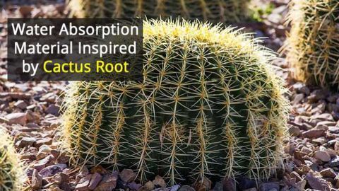 Cactus Root Inspires Innovative Material