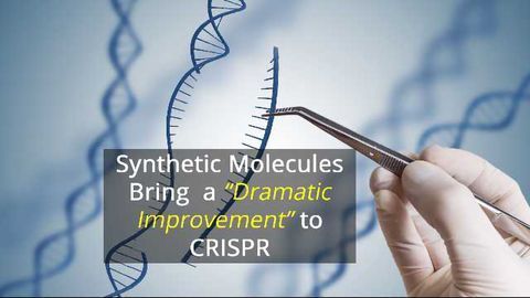 Synthetic Molecules Could Improve CRISPR