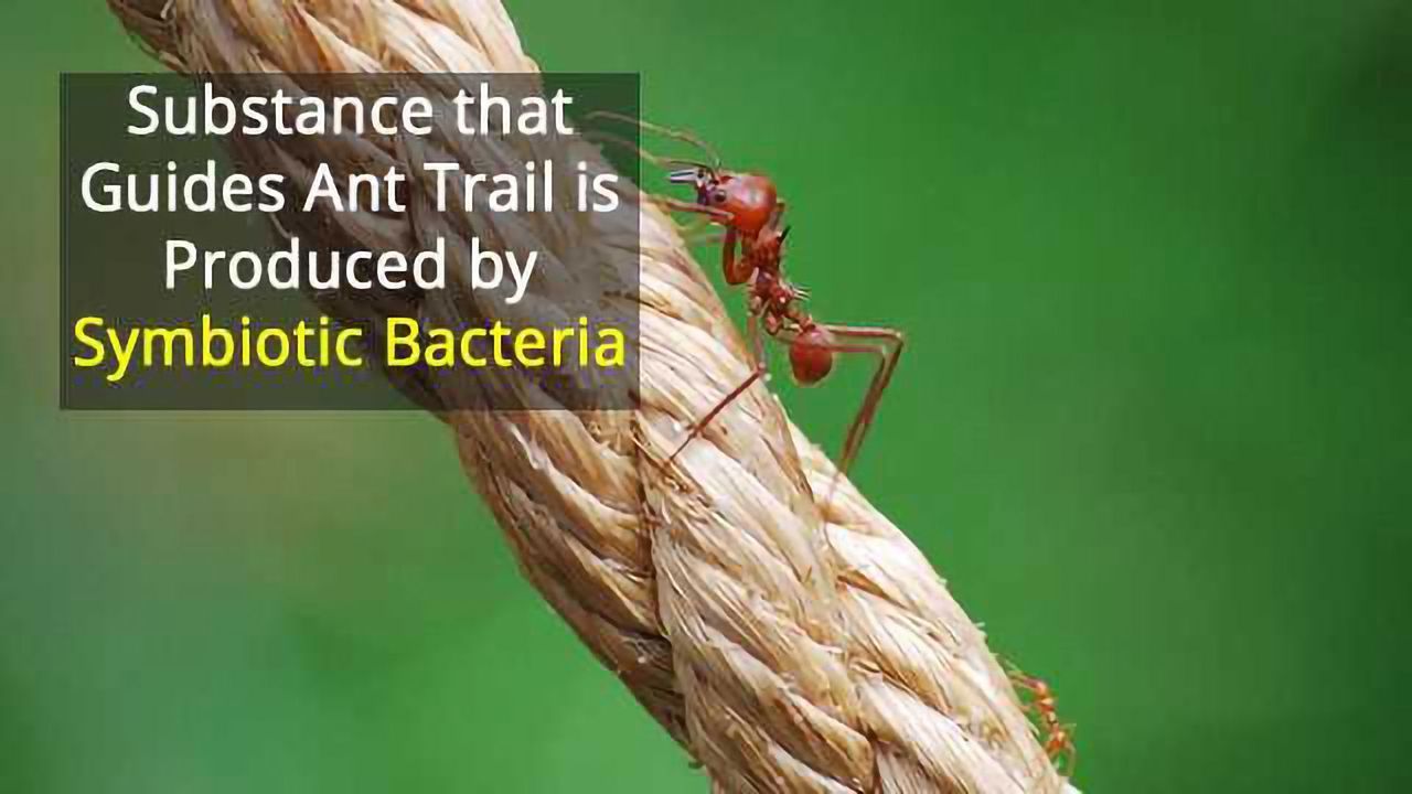 Bacteria and Fungi Play Key Roles in Social Insect Colonies