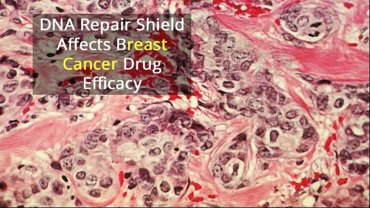 Protein "Shield" Affects Responses to Breast Cancer Drug