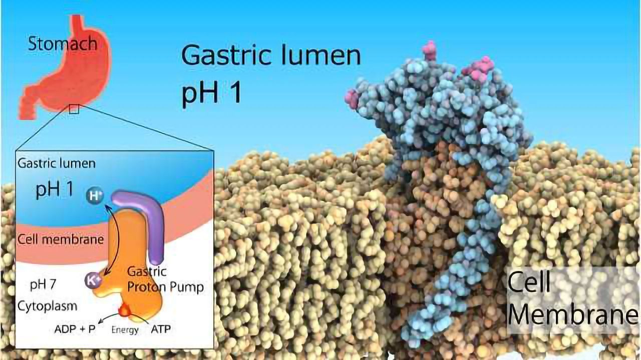 Gastric Proton Pump Structure Determined