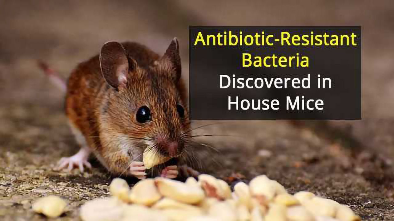 Of Mice and Disease: House Mice Carry Bacteria Responsible for Food Poisoning