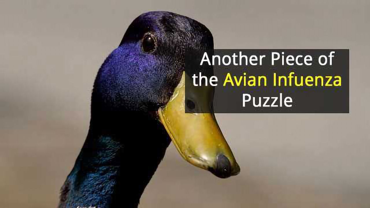 Mechanism That Enables Avian Flu Viruses to Infect Humans Discovered