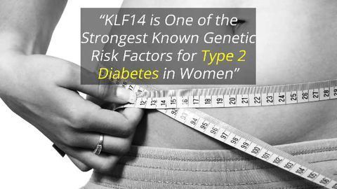 Gene Variant Controls Belly Fat Distribution and Diabetes Risk in Women