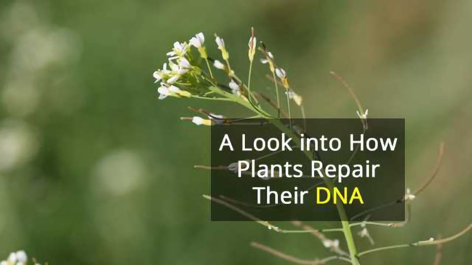 How Do Plants Avoid UV Damage? Technology Networks