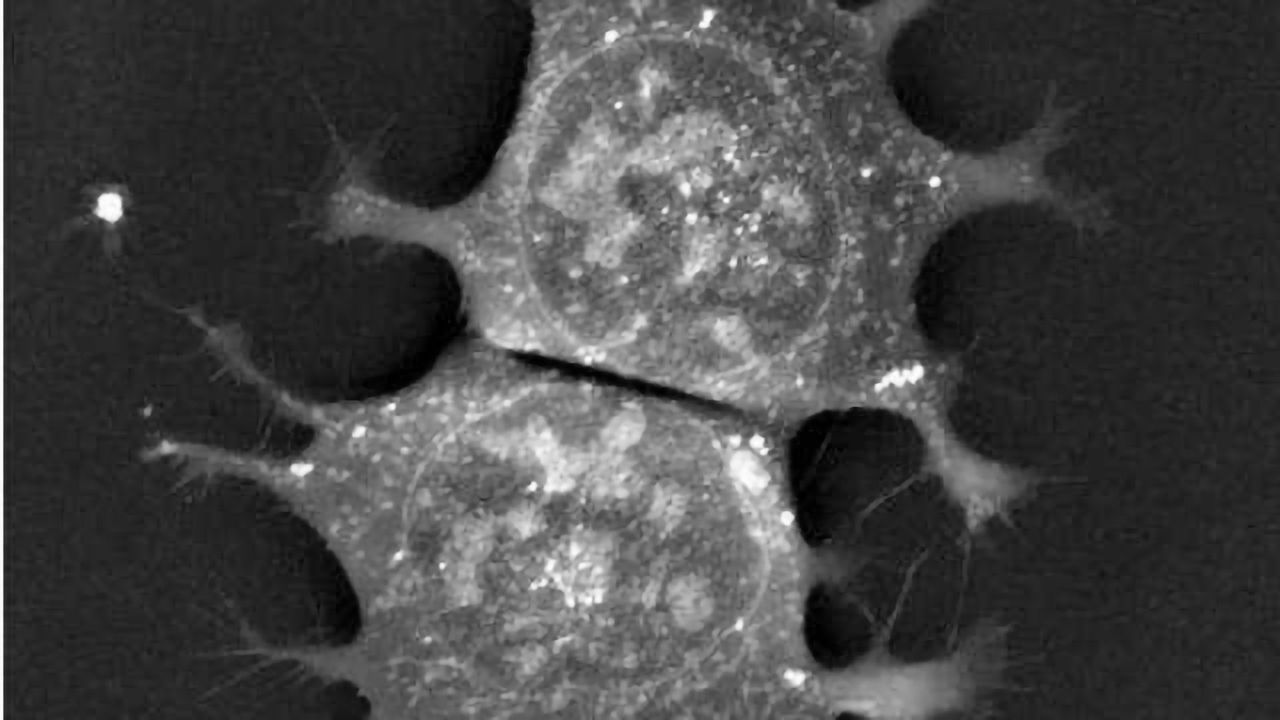 Breakthrough 3D Live Cell Imaging Technology Changes the Future of Stem Cell Research