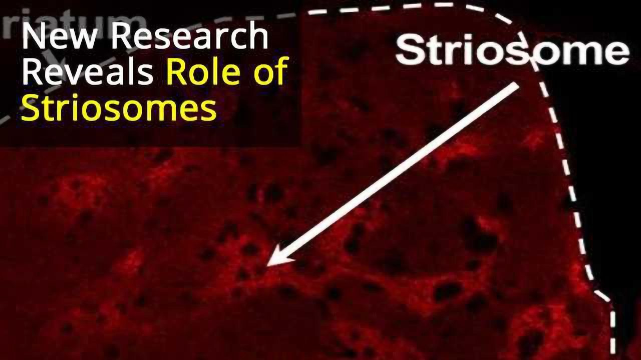 Predicting the Future: “Striosome” Neurons in the Basal Ganglia Play a Key Role in Learning